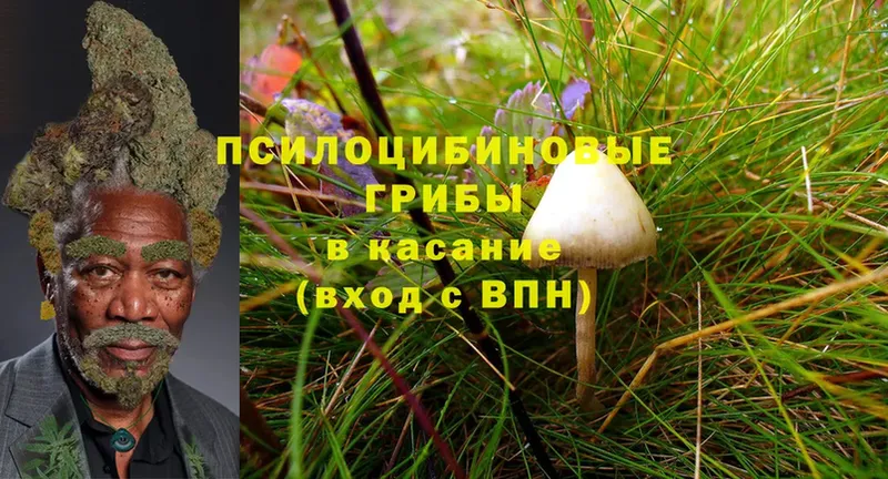 хочу наркоту  Корсаков  Галлюциногенные грибы Cubensis 